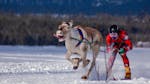 Lapin Poro Cup käynnistyy &#8211; voittajaporoista lyödään myös vetoa